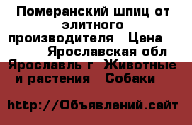 Померанский шпиц от элитного производителя › Цена ­ 60 000 - Ярославская обл., Ярославль г. Животные и растения » Собаки   